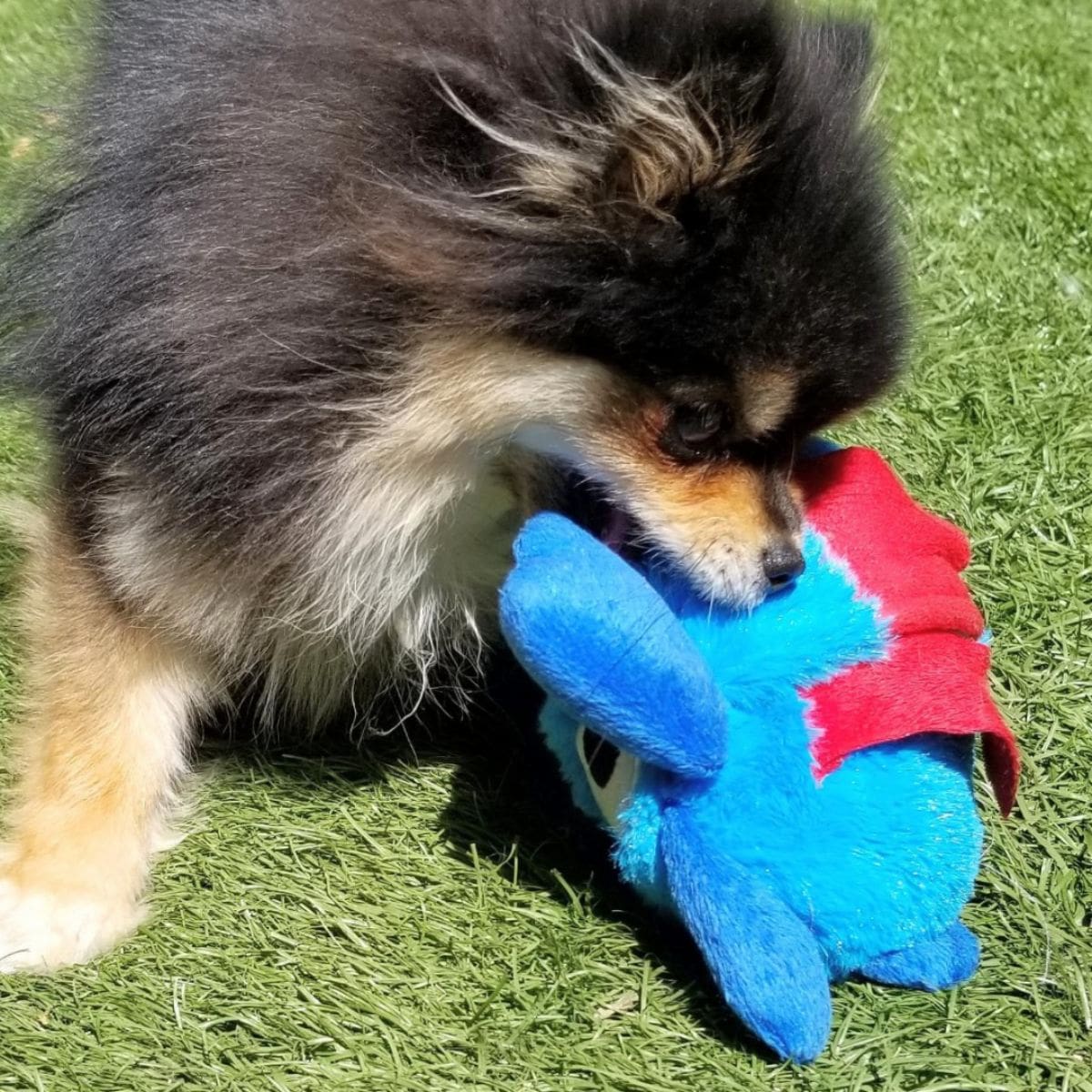 Pomeranian playing with interactive dog toy Crazy monster