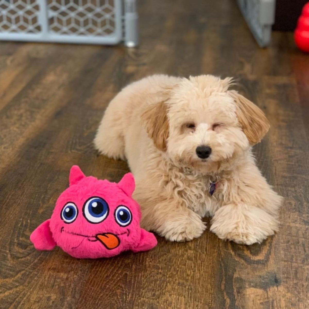 Poodle playing with interactive dog toy Crazy monster red