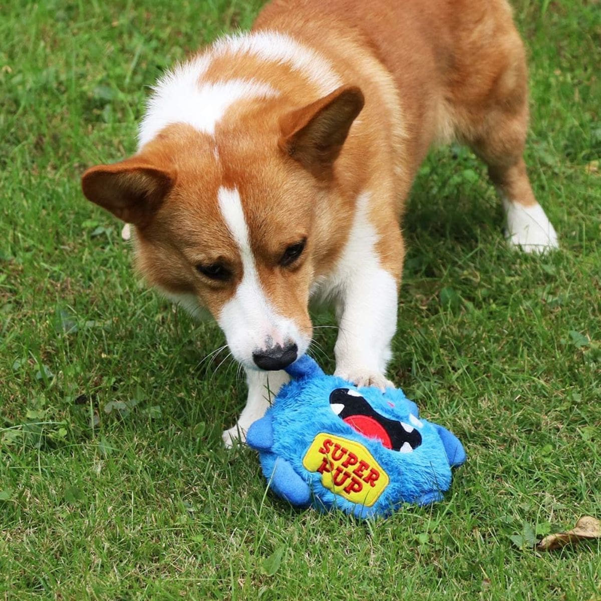 Welsh corgi playing with interactive dog toy Crazy monster Super pup