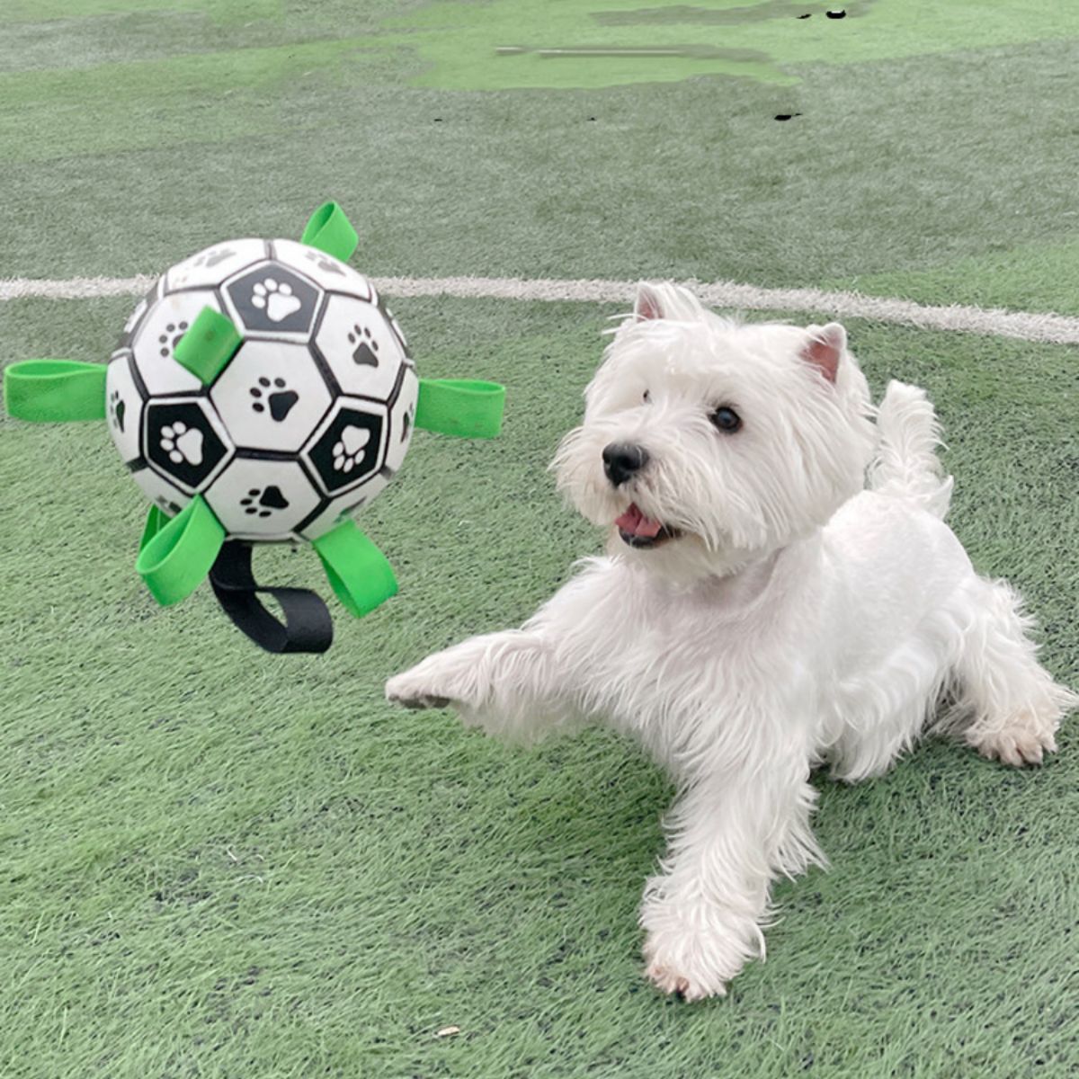West highland white terrier playing with interactive dog toy Doggo Ball